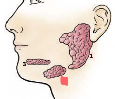 <ul><li><p>located just inside the mandible</p></li><li><p>empties into the floor of the mouth</p></li></ul><p></p>