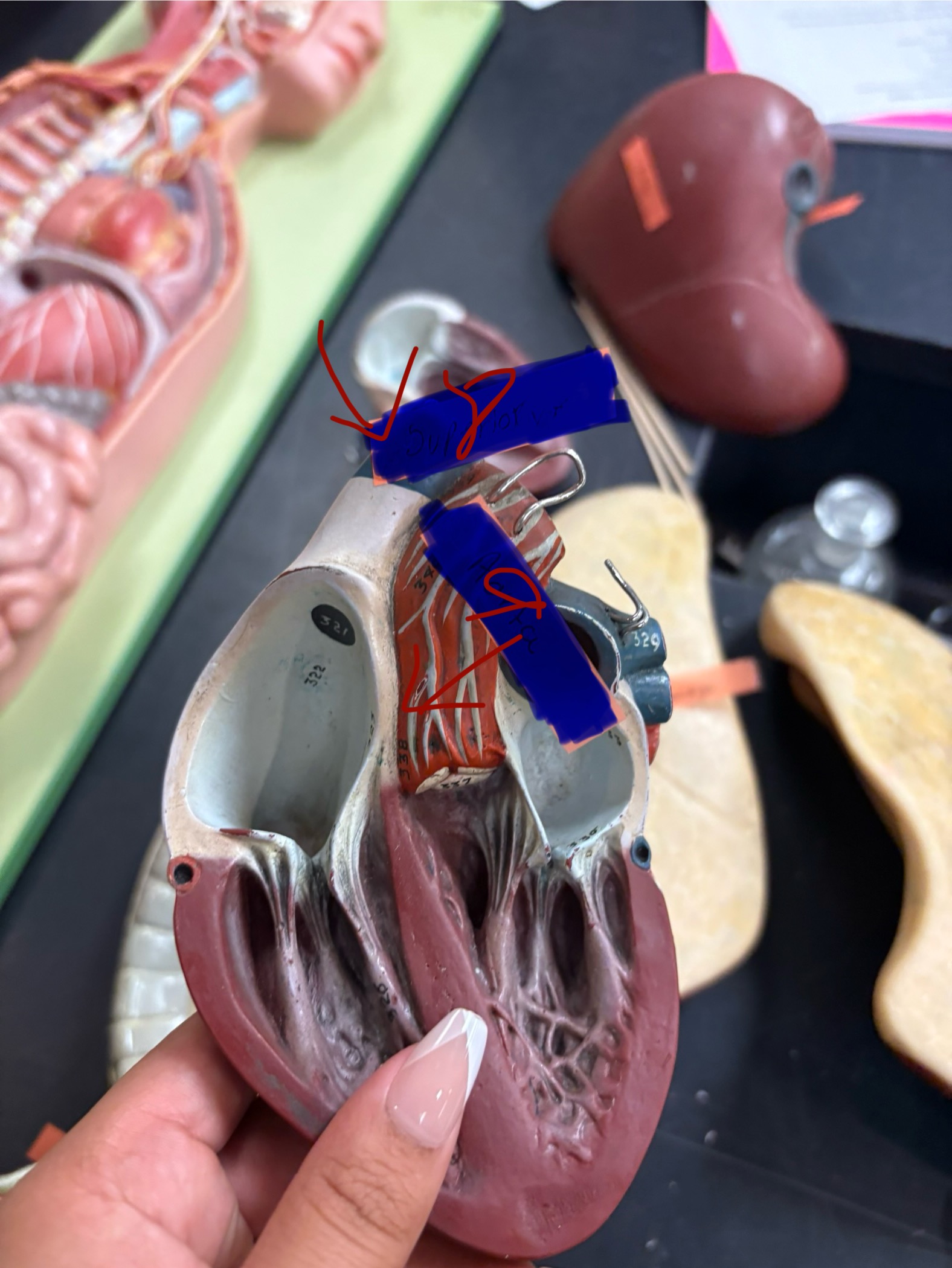 <p>What is the organ for number 8? And what organ system is it apart of?</p>