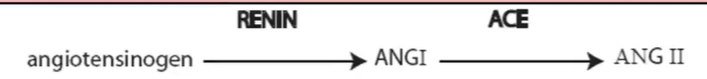 <p>Renin-Angiotensin-aldosterone system</p><ul><li><p>long term effect </p></li></ul><ul><li><p><u>kidneys </u>release <strong>RENIN </strong>(hormone) in response to </p><ul><li><p>decrease in BP (stretch receptors in kidney tubules → renal baroreceptors)</p></li><li><p>sympathetic activation (kidney tubules innervated by sympathetic nerves) </p></li><li><p>decreased flow of sodium through kidney tubules </p></li></ul></li></ul><p></p><ul><li><p>in blood, <strong>RENIN </strong>converts <strong>ANGIOTENSINOGEN </strong>→ <strong>Angiotensin 1 (prohormone) </strong></p></li><li><p>in lung, <strong>ACE </strong>enzyme<strong> </strong>converts <strong>Angiotensin 1</strong> → <strong>angiotensin 2 </strong></p></li></ul><p></p><p><strong><u>Effector organs of angiotensin 2 (ANG II) </u>→ </strong>more effective than norepinephrine for vasoconstriction </p><ol><li><p><strong>Blood vessels</strong> → vasoconstriction (increase TPR→ total peripheral resistance) </p></li><li><p><strong>Heart </strong>→ increased cardiac output </p></li><li><p><strong>Adrenal Cortex</strong> → <strong><u>aldosterone release</u></strong> </p></li></ol><ul><li><p>increase Na+ reabsorption by kidney → reabsorb water → increase blood volume → increase BP </p></li></ul><ol start="4"><li><p><strong>Hypothalamus </strong></p></li></ol><ul><li><p><strong>ADH release</strong> → increase water reabsorption by kidney → increase blood volume → increase BP </p></li><li><p>stimulate thirst </p></li></ul><p></p>