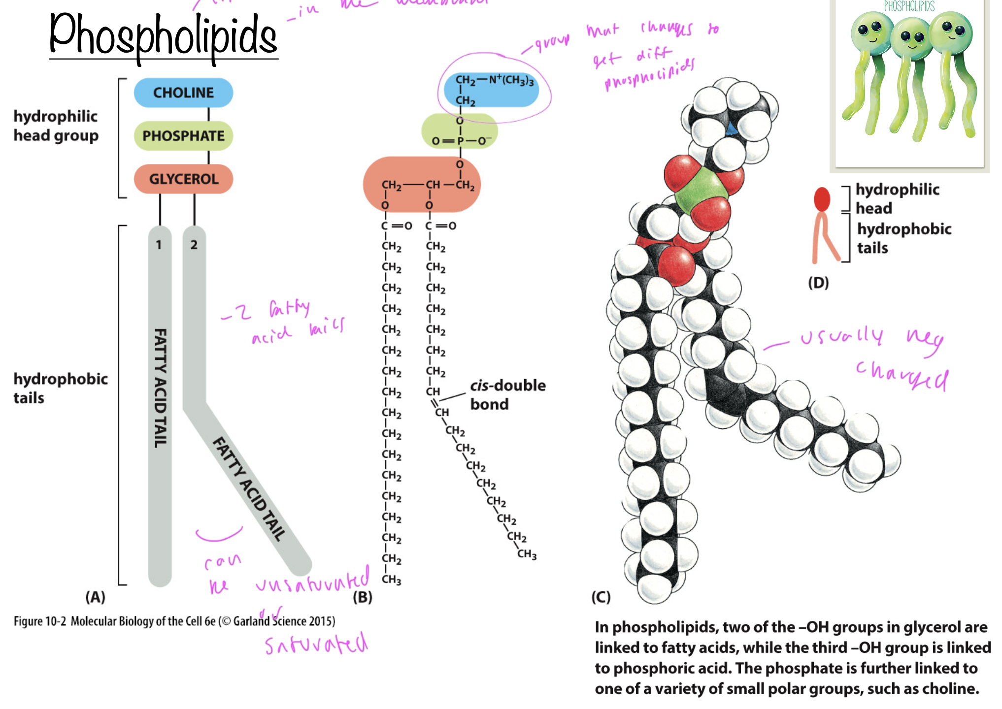 <p>lipids in the membrane</p><ul><li><p>all have a phosphate, fatty acids tails (unsaturated and/or saturated), a glycerol, and some group at the top</p></li><li><p>the group at the top is what differentiates different phospholipids</p></li><li><p>usually neg charged</p></li><li><p>have a hydrophillic head (polar) and hydrophobic tail (np)</p></li></ul><p></p>