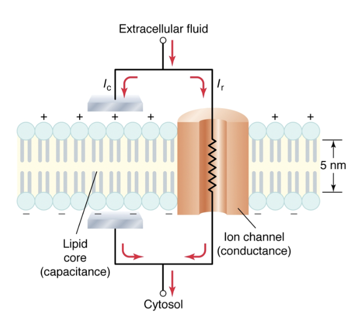 <ul><li><p>Lipid bilayer = insulator (blocks ion diffusion)</p></li><li><p>ECF (+ charge) &amp; ICF (- charge)= good conductors</p></li><li><p>Insulator between two conductors → forms an <strong>electrical</strong> <strong>capacitor</strong> (stores separated charge)</p><ul><li><p>Thus, membrane has capacity to hold charge</p></li></ul></li><li><p>Ion channels = conductance pathways</p></li></ul><p></p>