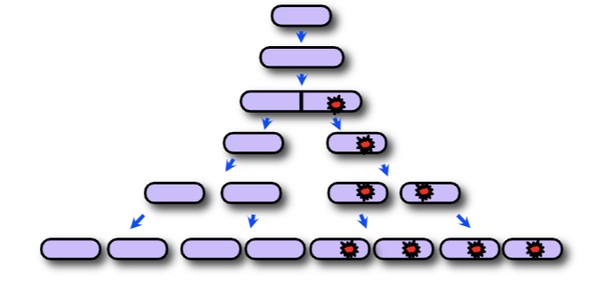 <p><span>Genetic changes (mutations) are transferred from parent to offspring</span></p>