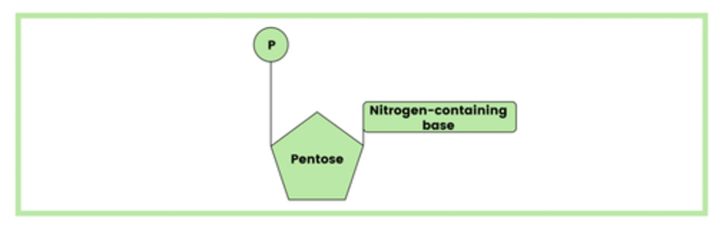 <p>- Phosphate group.</p><p>- Pentose sugar</p><p>- Nitrogen-containing base.</p>