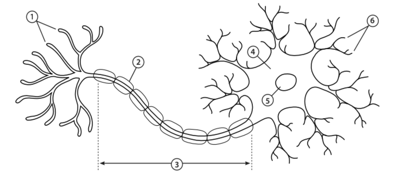 <p><span style="background-color: transparent;"><span>1 - The end of the axon that releases neurotransmitters</span></span></p>