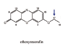 <p>Name Enzyme&nbsp;</p>