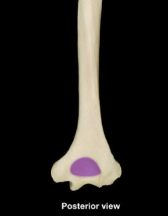 <p>big, deep depression on backside of humerus</p>