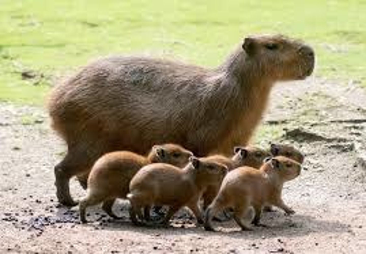 <p>capybara</p>
