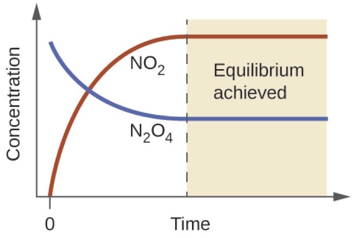 <ul><li><p>Where the lines remain straight</p></li><li><p>Remember that when equilibrium is achieved, the concentrations of reactants and products stays constant, but do not have to be the same</p></li></ul><p></p>