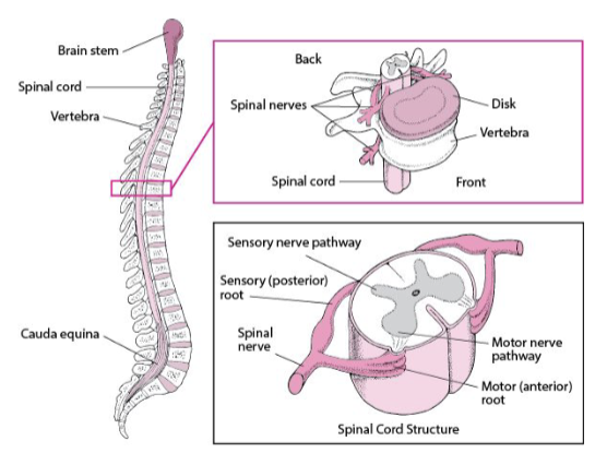 <p>SC: Cauda equina</p>