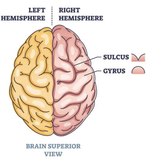 <p>gyri</p>