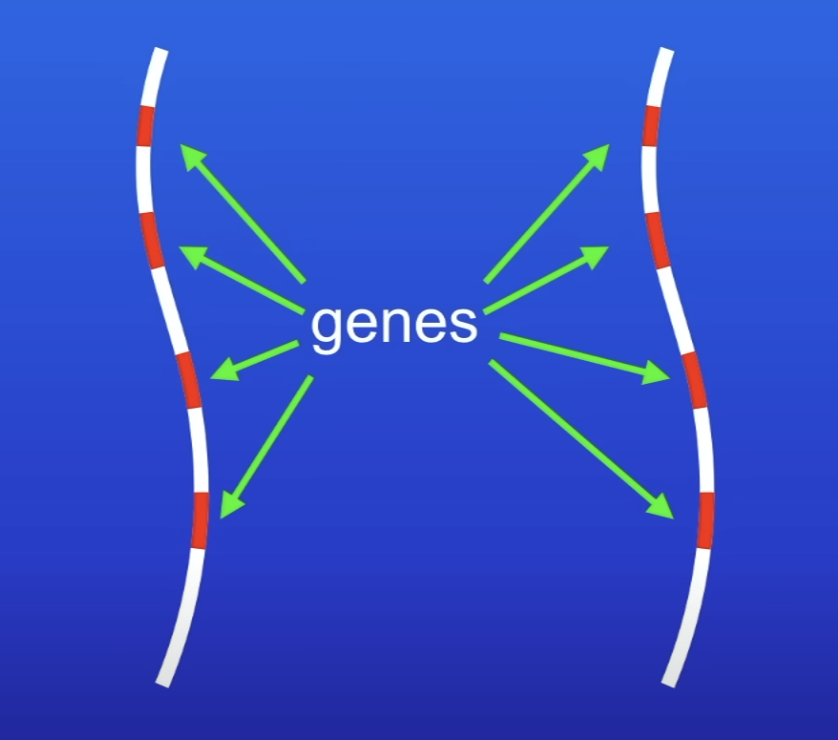 <p>Large no. of genes</p>