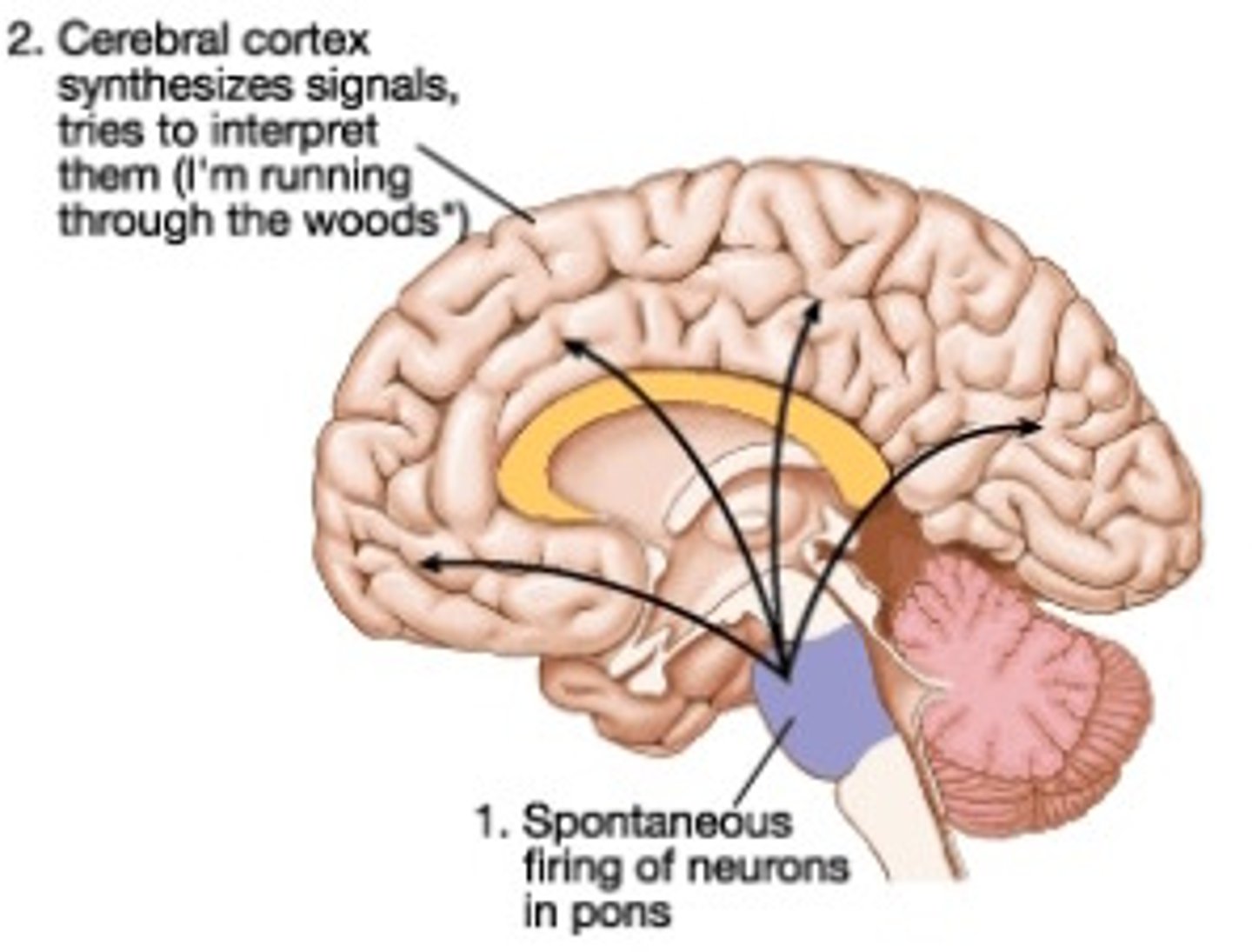 <p>the theory that dreams are the result of the cerebral cortex interpreting and organizing random flashes of brain activity, originating in the lower brain structures, especially the pons</p>