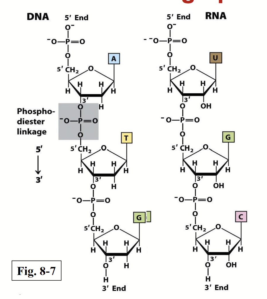 <p>A phosphate group bridges between the 5’ OH of one nucleotide unit and the 3’ OH of another. The linkage pattern is the same for both DNA and RNA.</p><p>Each linear nucleic acid strand has a specific 5’ end (lacks a nucleotide at the 5’ position) and a 3’ end (lacking a nucleotide at the 3’ position).</p><p>The phosphate groups are completely ionized and <strong>negatively charged</strong> at pH 7.</p><p>Nucleotide sequences are written from 5’ → 3’.</p>