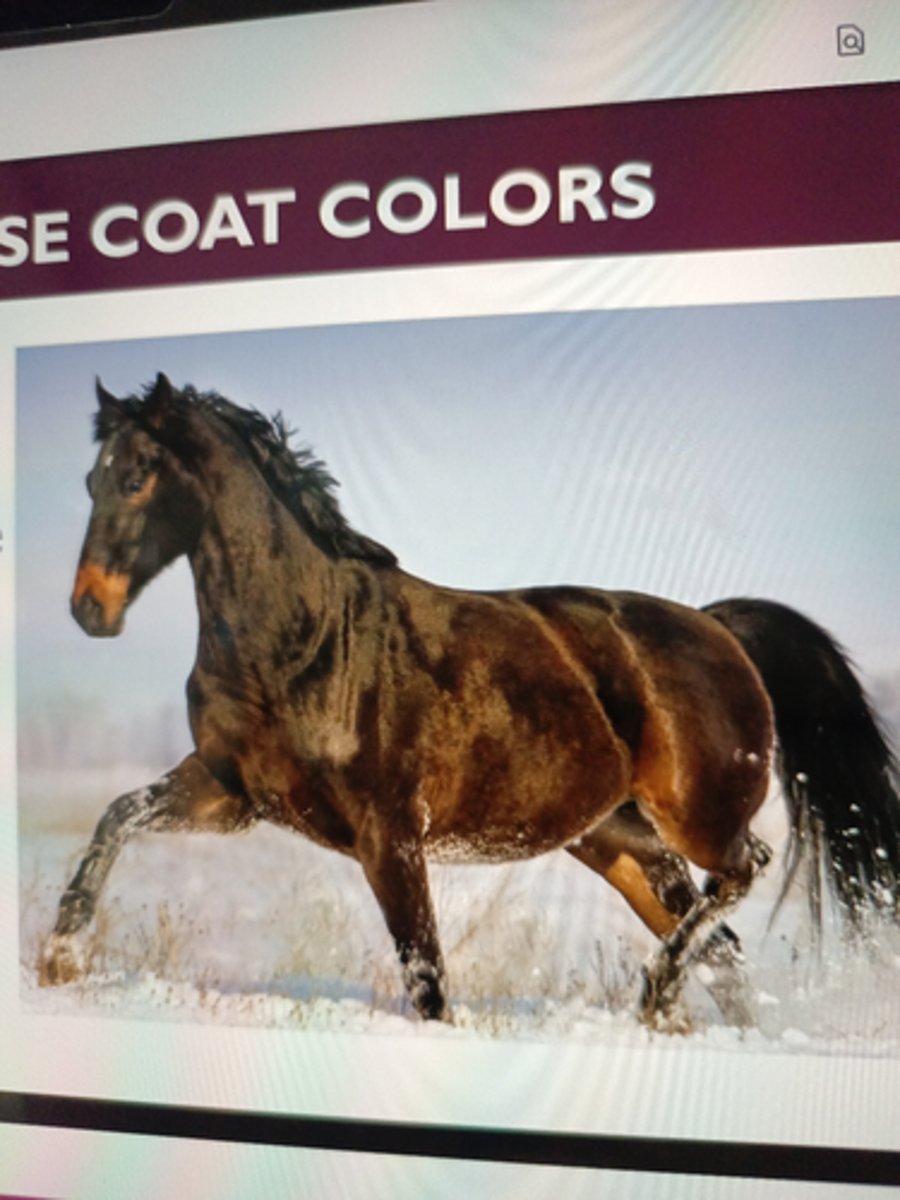 <p>coloration is brown ¡ Genetics - result of black base color combined with gene similar to agouti gene ¡ Seal Brown - full black but have tan or brown hairs</p>