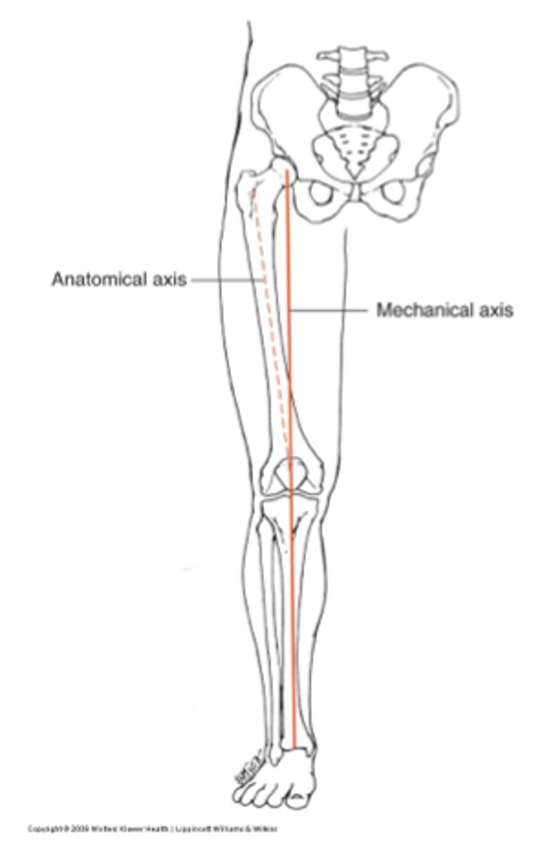 <p>adductors IR femur (despite posterior insertion)</p>