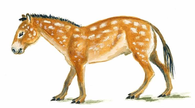 <ul><li><p>About the size of a fox, or a medium sized dog.</p></li></ul><ul><li><p>Nicknamed "Dawn Horse"</p></li></ul><ul><li><p>﻿﻿Looked like a deer in skin, most likely for camouflage.</p></li><li><p>﻿﻿Had 5 toes on frontal feet, and three on hind feet.</p></li><li><p>﻿﻿Toes ended in a strong, thick, horny type nail and their tips.</p></li><li><p>﻿﻿had little or no lateral vision.</p></li><li><p>﻿﻿teeth were similar to a pig, short and crowned for eating plants.</p></li><li><p>﻿﻿stood about 14 inches high at his shoulder and weighed around<br>12 ibs</p></li></ul>