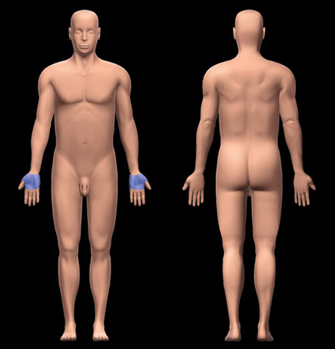 <p>palmar</p>