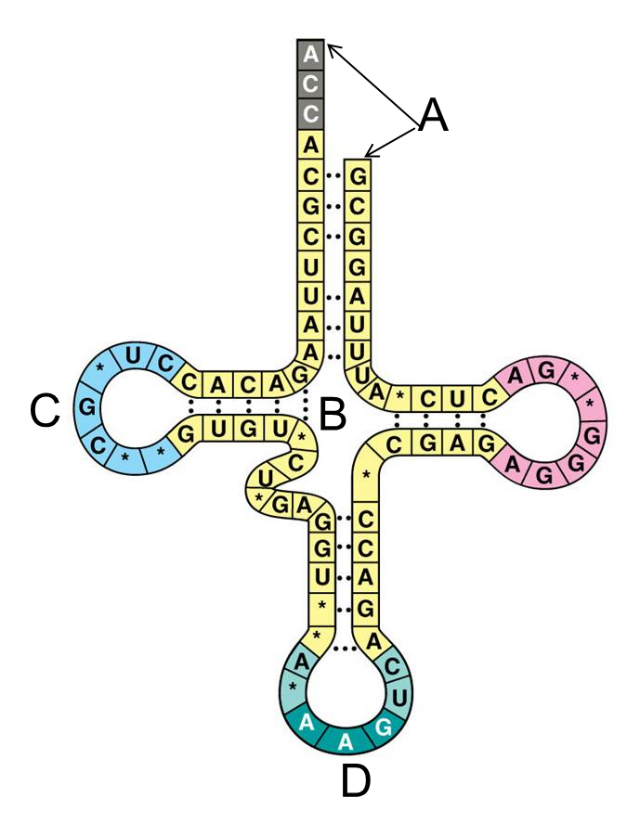<p><span>Which of the following is incorrectly identified in this illustration of a tRNA?</span></p>