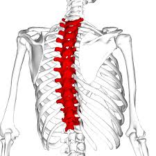 <p> The thoracic spine consists of 12 vertebrae, labeled T1 through T12.</p>