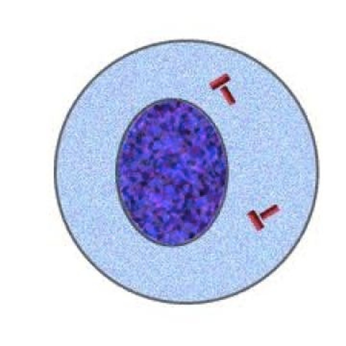 <p>Similar to mitosis interphase; nucleus and nucleolus visible; chromosomes replicate during S phase of interphase; each duplicated chromosome consist of two identical sister chromatids attached at their centromeres; centriole pairs also replicate</p>