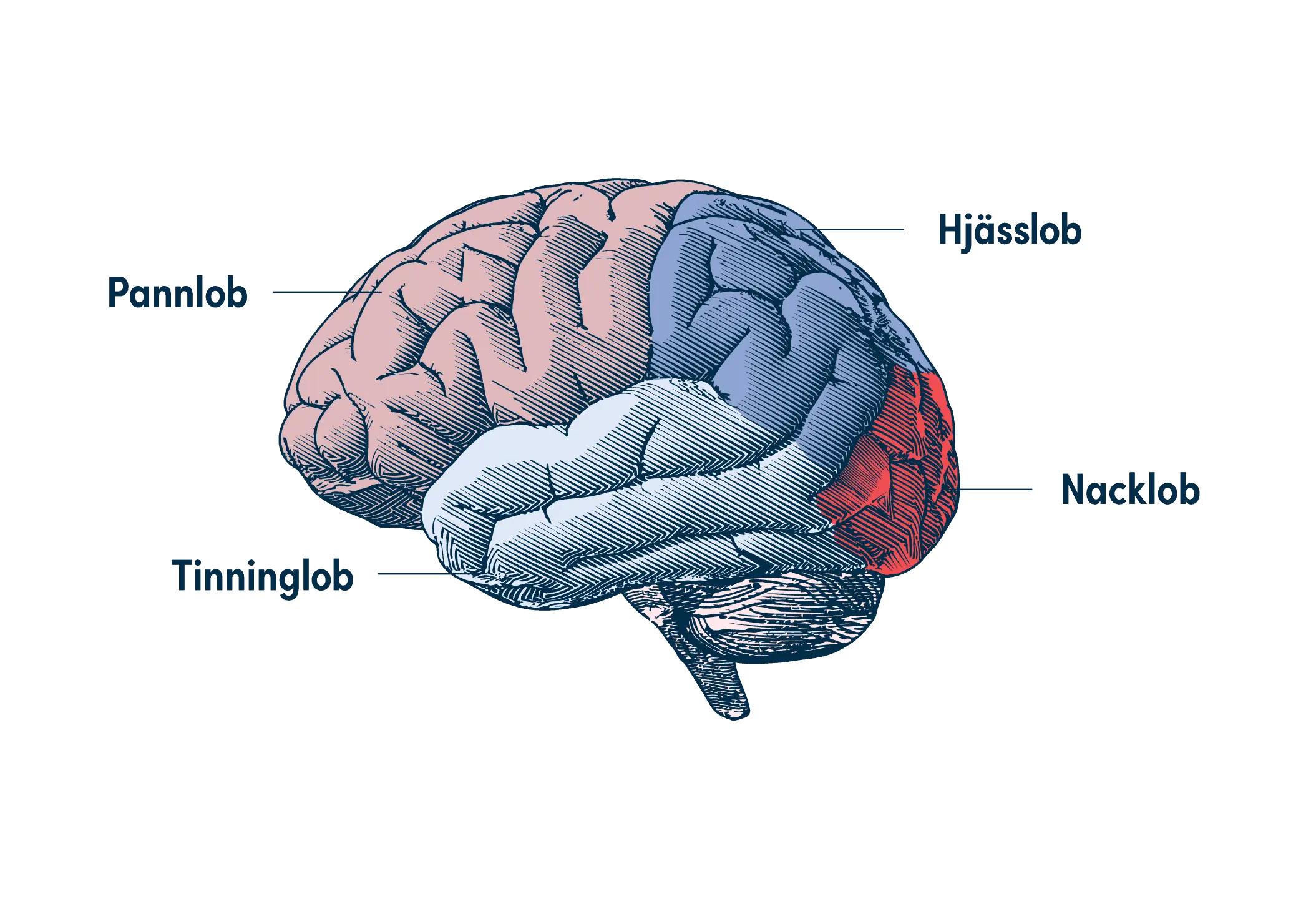 <p><span style="font-family: "Cormorant Garamond", serif;"><strong><span>Vänster hemisfär &amp; Höger hemisfär/hjärnhalva</span></strong></span></p><p><span style="background-color: transparent; font-family: "Cormorant Garamond", serif;"><strong><span>- </span></strong></span><span style="font-family: "Cormorant Garamond", serif;"><strong><em><span>Pannlob</span></em></strong></span><span style="background-color: transparent; font-family: "Cormorant Garamond", serif;"><em><span>: </span></em><span>förståndet, personligheten, problemlösning, + motoriskt centrum.</span></span></p><p><span style="background-color: transparent; font-family: "Cormorant Garamond", serif;"><strong><em><span>- </span></em></strong></span><span style="font-family: "Cormorant Garamond", serif;"><strong><em><span>Tinninglob</span></em></strong></span><span style="background-color: transparent; font-family: "Cormorant Garamond", serif;"><em><span>: </span></em><span>mottar, analyserar och tolkar ljud färger former. Inlärning och orienteringsförmåga finns här.</span></span></p><p><span style="background-color: transparent; font-family: "Cormorant Garamond", serif;"><strong><em><span>- </span></em></strong></span><span style="font-family: "Cormorant Garamond", serif;"><strong><em><span>Hjässlob</span></em></strong></span><span style="background-color: transparent; font-family: "Cormorant Garamond", serif;"><em><span>: </span></em><span>Samordnar intryck från våra sinnen med vår rörelseapparat och skapar en bild av var vi befinner oss i omvärlden.</span></span></p><p><span style="background-color: transparent; font-family: "Cormorant Garamond", serif;"><strong><em><span>- </span></em></strong></span><span style="font-family: "Cormorant Garamond", serif;"><strong><em><span>Nacklob</span></em></strong></span><span style="background-color: transparent; font-family: "Cormorant Garamond", serif;"><em><span>: </span></em><span>Tar emot sinnesintryck och sorterar dem efter form och färg och skickar vidare dem → tinningloben och pannloben</span></span></p><p></p><p><span style="background-color: transparent; font-family: "Cormorant Garamond", serif;"><span>De två halvorna/hemisfärerna är förenade av </span></span><span style="font-family: "Cormorant Garamond", serif;"><strong><span>hjärnbalken</span></strong></span></p><p><span style="font-family: "Cormorant Garamond", serif; color: rgb(0, 0, 0);"><mark data-color="#cbfff6" style="background-color: rgb(203, 255, 246); color: inherit;"><span>Alla lober består av 3 olika områden: motoriska sensoriska associativa</span></mark></span></p>