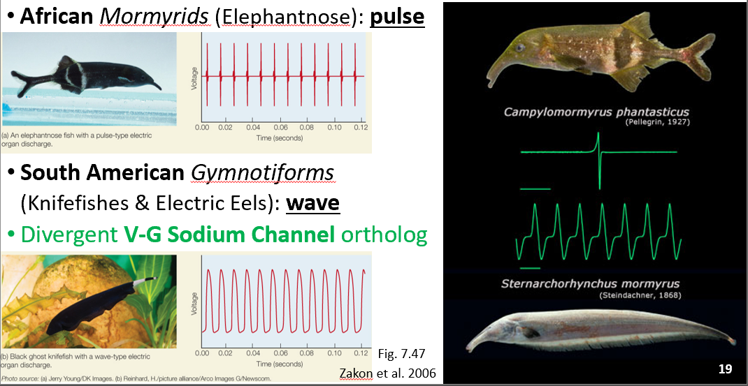 <p>active electrolocation and communication evolved independently in two taxonomic orders </p><p>Africa and in South America </p><p>New world (south america) knifefishes and electric eels emit <strong>waves </strong></p><p>Old world fishes (africa) elephantfish emit <strong>pulses (lower trace) </strong></p><p>Differences in EODs are explained by mutations in the VG-Na+ channels </p>