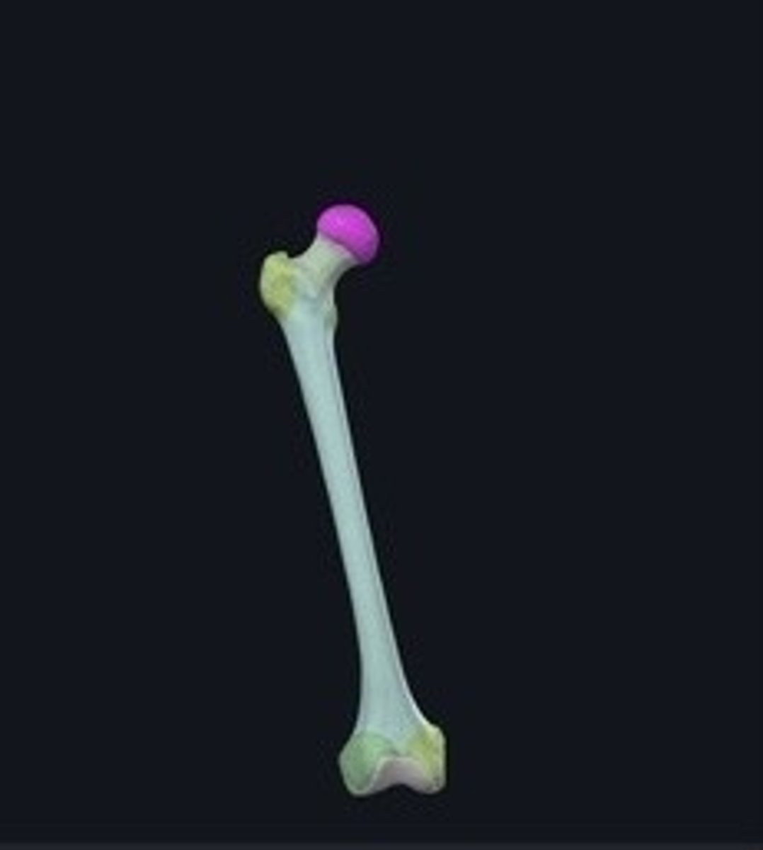 <p>Rounded proximal end of the femur.</p>