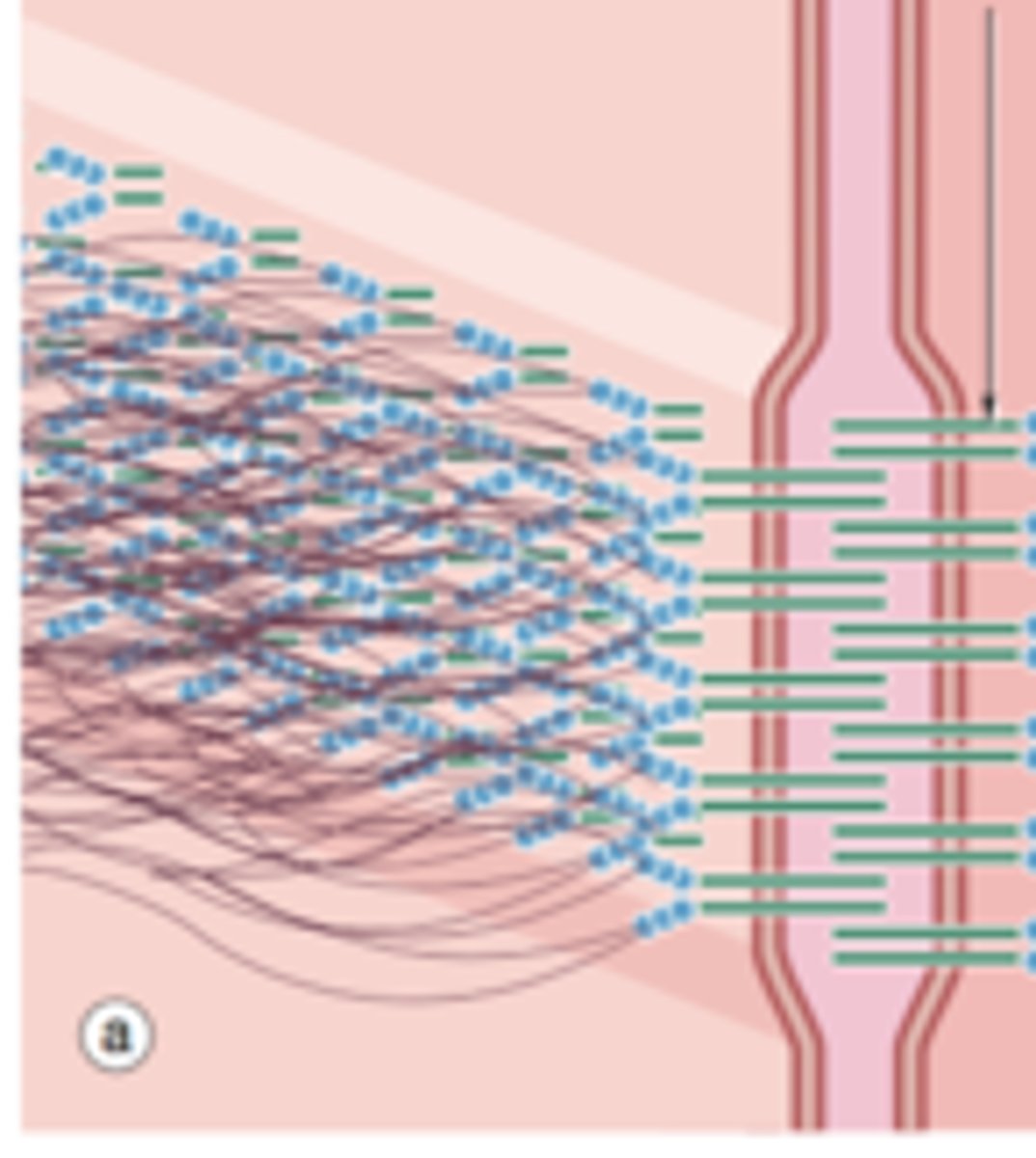<p>what is the girdle of glycoproteins? it binds cells together.</p>