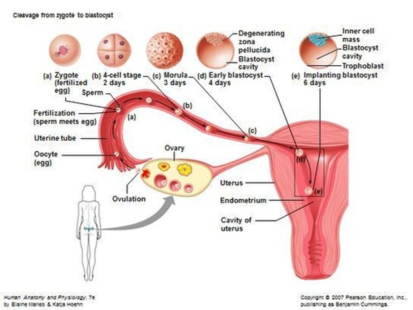 <p>The process where the developing embryo is implanted into the uterus, occurring naturally or through in vitro fertilisation (IVF).</p>