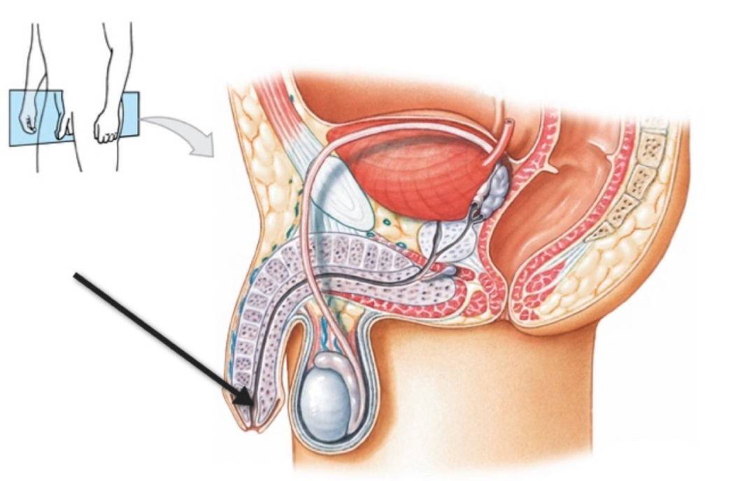 <p>Name the structure </p>