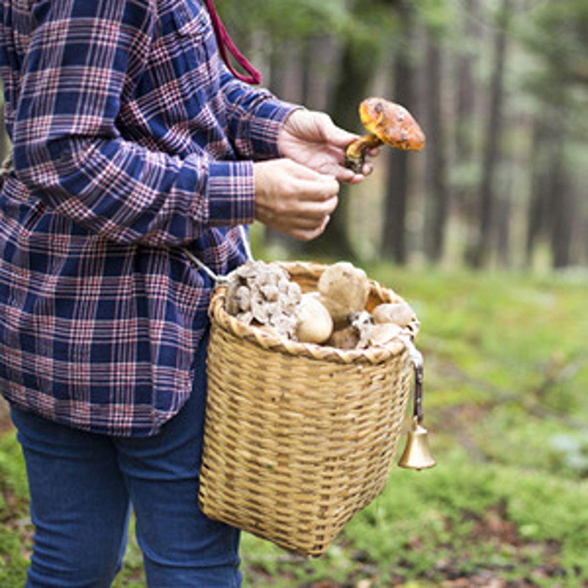 <p>(v) To search for food or supplies.</p><p>(n) Food such as hay or grain for farm animals.</p>