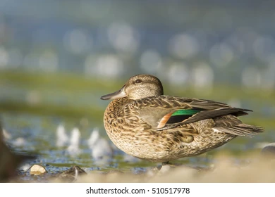 <p>Anas carolinensis</p>