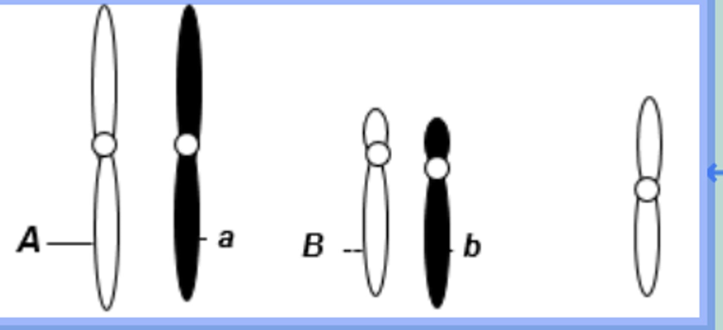 <p>A eukaryotic diploid cell from an organism with the XX–XO sex determination system has two pairs of autosomes and one X chromosome, shown here. What is the probability of a gamete from this individual that has the following genotype: alleles A and b, chromosome X?</p><p> a. 1/8</p><p> b. 1/4</p><p> c. 1/16</p><p> d. 1/2</p><p> e. 1/6</p>
