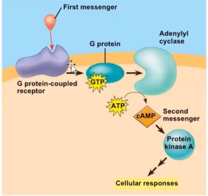 <p>Activation will activate Adenylyl cyclase</p>