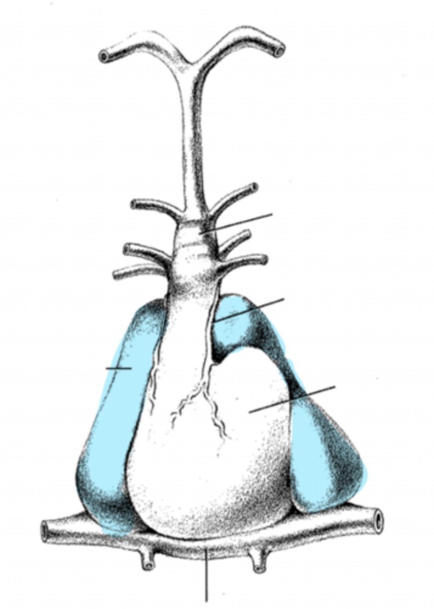 <p>what is this?</p>