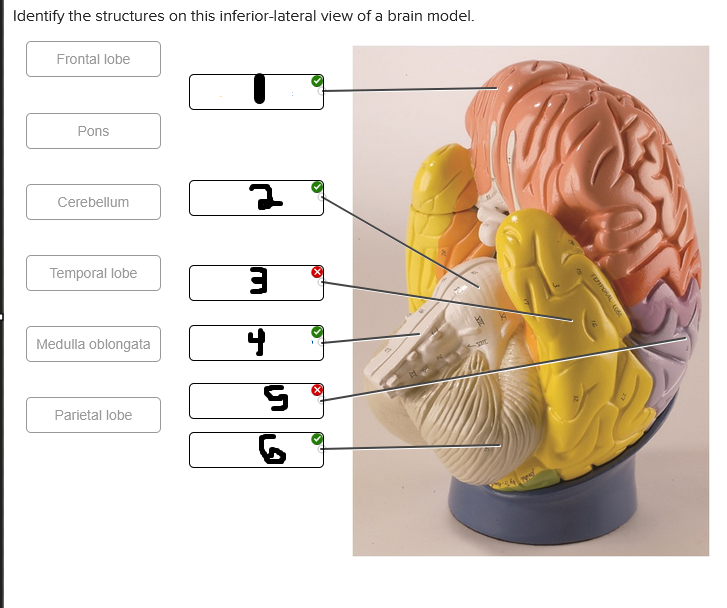 <p>What is labeled #6</p>