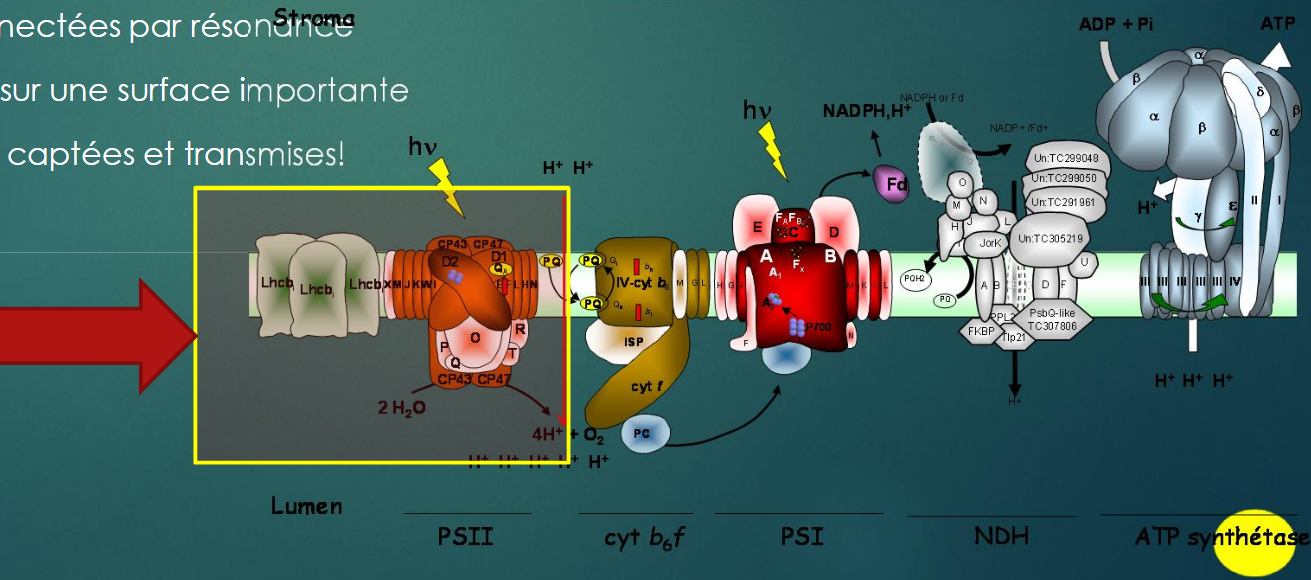 <ul><li><p>Par les complexes d'antennes LHCII = structures des thylakoïdes qui captent l'énergie lumineuse.</p></li><li><p>Ils composés de :</p><ul><li><p><strong>Chlorophylles (a et b)</strong> et caroténoides </p><p>→ nb longueurs d’ondes captées + transmises</p></li></ul></li></ul><p></p>