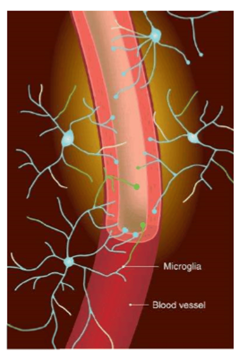 <p>microglia</p>