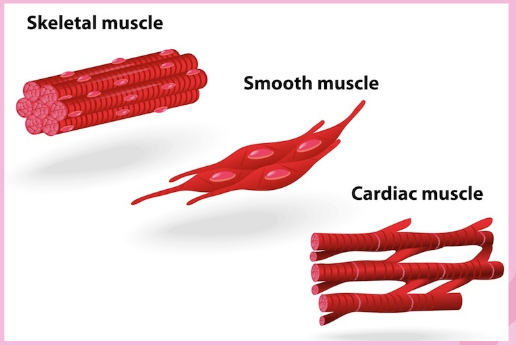 <p>Cardiac cells- They contract and relax to pump blood around or bodies</p><p>Smooth cells-<span>Smooth muscle cells make up thin sheets of muscle, such as the stomach lining. They can also be arranged in bundles, or rings, like that in the anus.​</span></p><p>Skeletal Cell- Skeletal muscles are connected to bones. Its cells contract to make muscles move.</p>