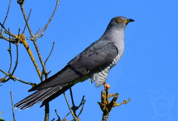 <p>zařaď živočicha do systému</p><p>Třída - řád - čeleď - druh čeština (latina)</p>