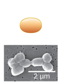 <p>What&apos;s the shape of this bacteria?</p>
