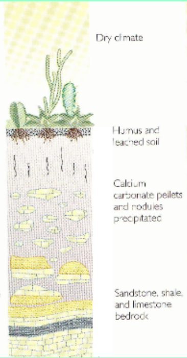 <p>Dry climate. Soil that forms in grassland regions. The climate is drier with less rain. When there's less rain, there's less chemical weathering, less organic material, & soil is more fertile.</p>