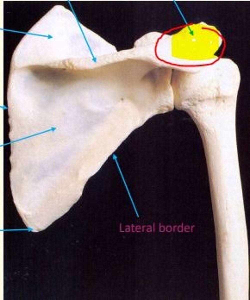 <p>Acromion</p>