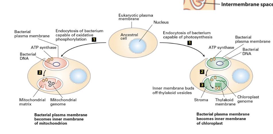 <p>1) eubacterium endocytosed with 2 membranes </p><p>2) becomes organelle with 2 membranes </p><ul><li><p>outer membrane = derived from eukaryotic PM </p></li><li><p>inner membrane = originally the bacterial PM </p></li><li><p>inner membrane proteins would retain orientation </p></li></ul><p>3) budding of vesicles from the inner chloroplast membrane vesicle; generates thylakoid membranes with the F1 subunit (ATP synthase) facing the chloroplast stoma </p><p></p>