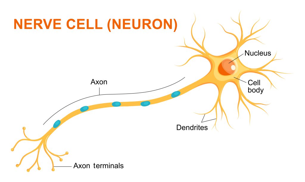 <ul><li><p>Function is to carry electrical signals from one part of the body to another</p></li><li><p>They are long, and have branched connections at their ends to connect to other nerve cells</p></li><li><p>Form a network throughout the body</p></li></ul><p></p>