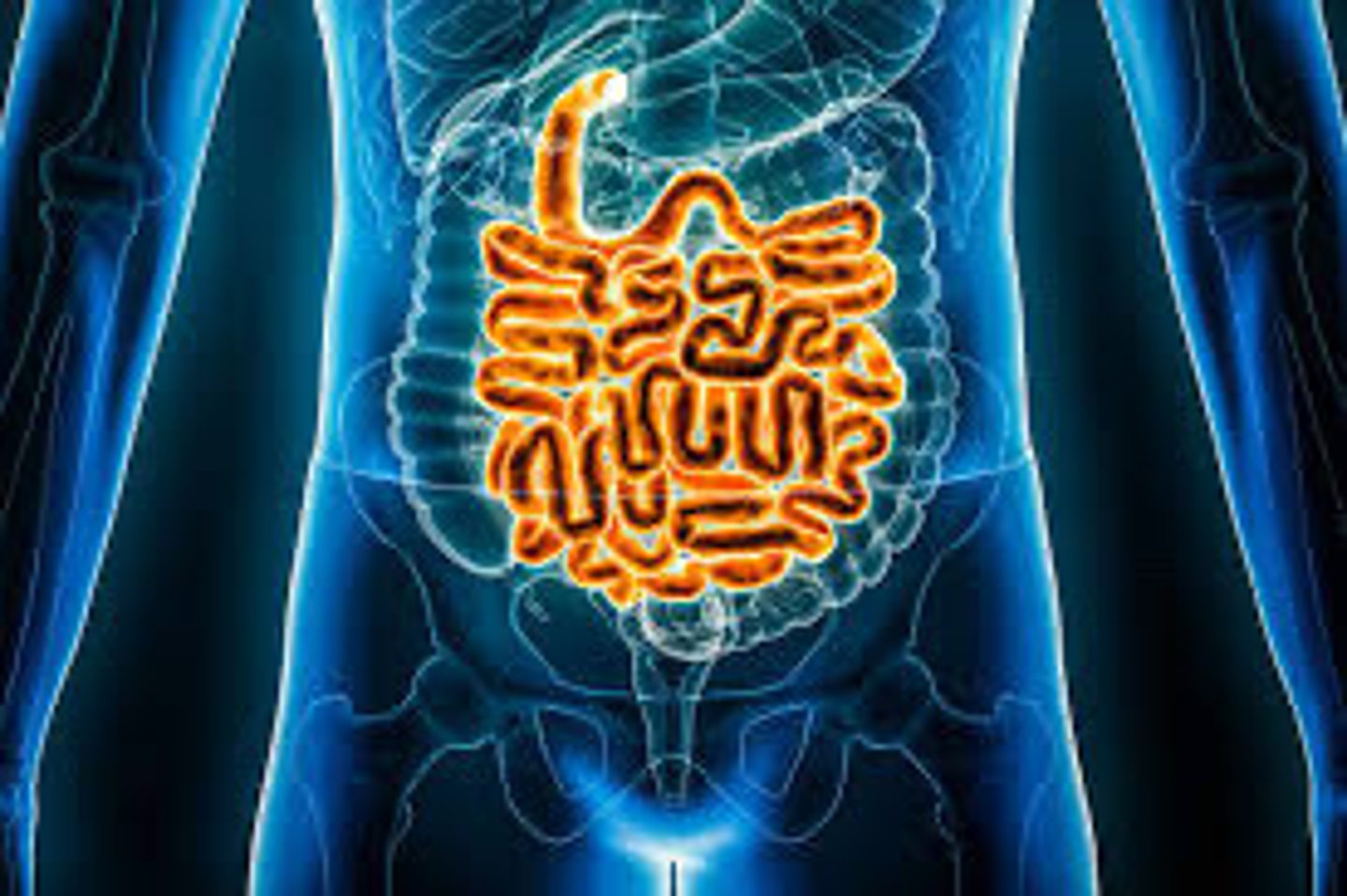 <p>Where most of the absorption of nutrients happens (is held together by the mesentery.</p>