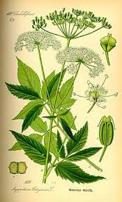 <p><em>Apiaceae -</em> miříkovité</p><p><em>Ageopodium podagraria -</em> bršlice kozí noha</p>