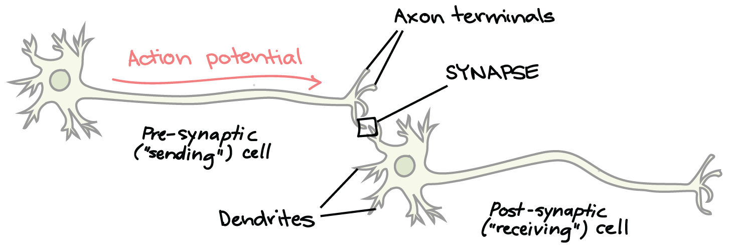 Différence entre neurones avant et après synapse
