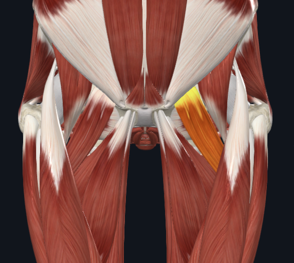 <p>facing anterior</p>