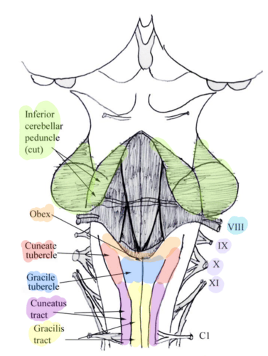 <p>gracilis tubercles</p>